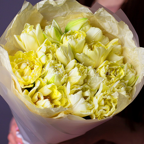 ТЮЛЬПАНЫ Весенние лучи