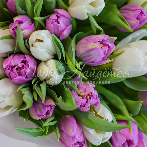 ТЮЛЬПАНЫ Весенняя капель