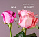 51 роза Be sweet