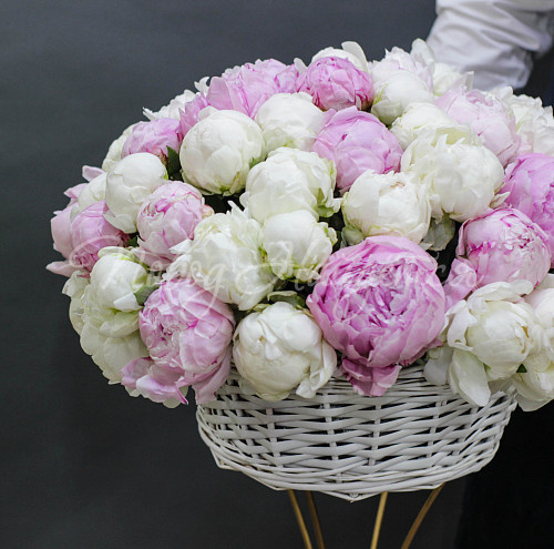 ПИОНЫ Летние каникулы