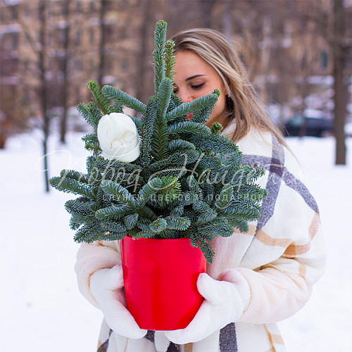 Новый год Дух Рождества