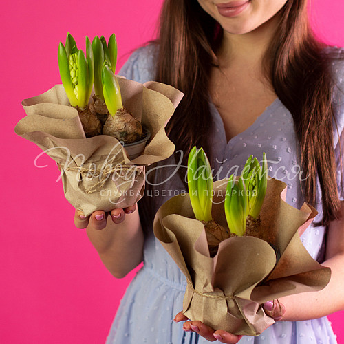 8.03 КОРП Три гиацинта в кашпо