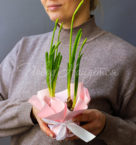 8.03 КОРП 3 Нарцисса в кашпо