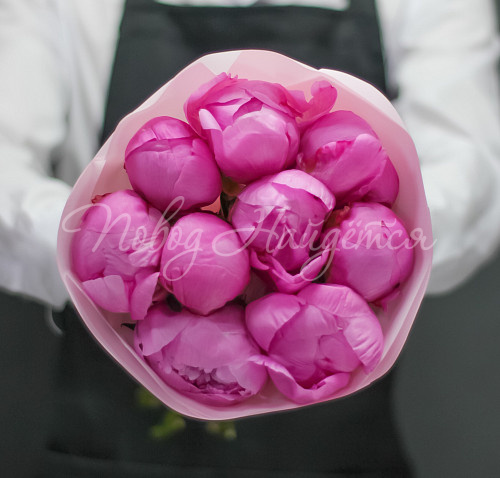 ПИОНЫ Малиновый рай