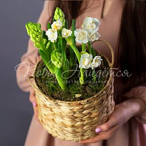 Весенний ветер