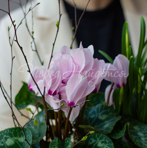 8.03 Весенний сад малый