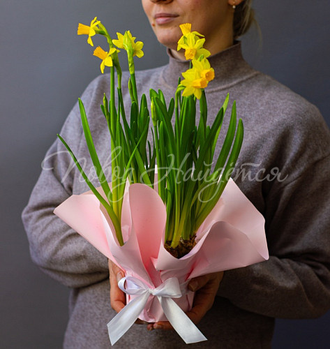 8.03 КОРП Нарциссы в кашпо Тет-а-тет