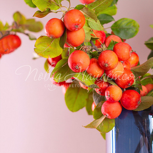 Цветы Наливные щечки