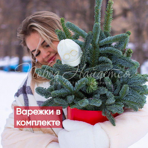 Новый год Дух Рождества