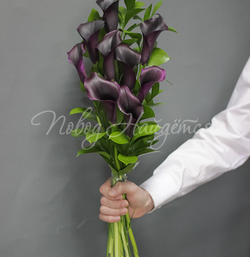 9 фиолетовых калл